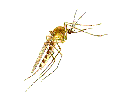 Malariamug